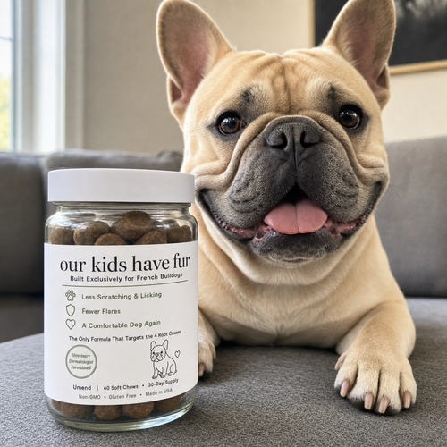 Frenchie close-up with Umend jar